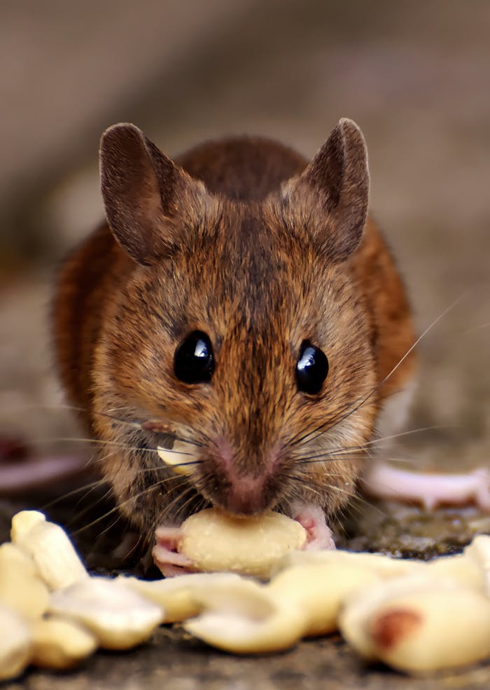 who-we-are Adorable close-up of a brown mouse nibbling on peanuts with big button eyes and soft whiskers.