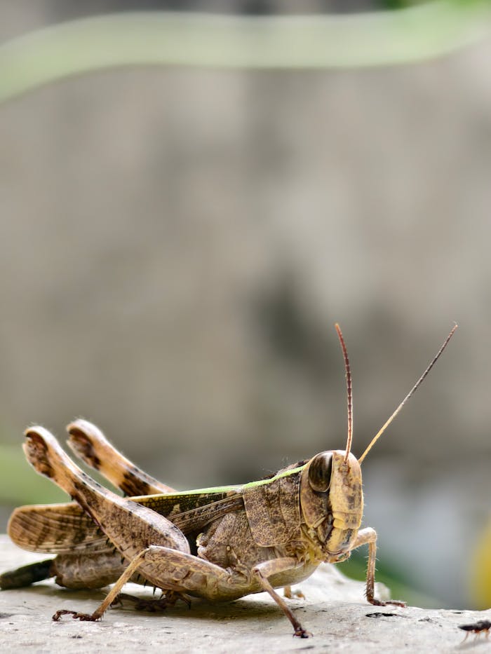 our-story Detailed macro shot of a grasshopper resting on a stone surface against a blurred background.