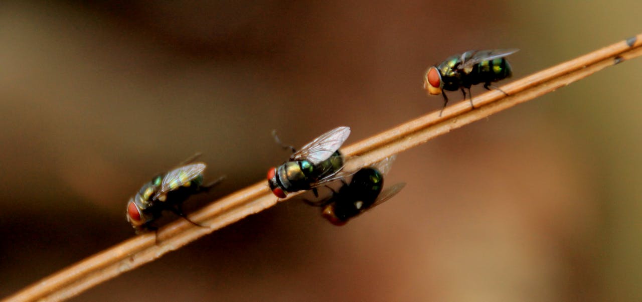about-us Detailed macro photograph showcasing houseflies perched on a branch with natural background.